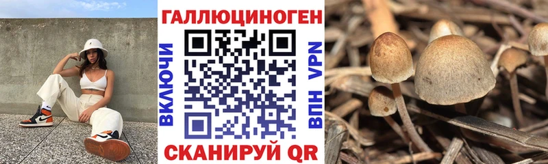 Псилоцибиновые грибы ЛСД  blacksprut ТОР  Кущёвская 